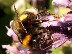 (Buff-tailed Bumble Bee) profile