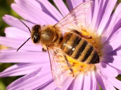 (European Honey Bee) dorsal