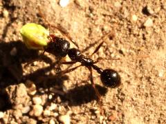 (Structor Harvester Ant) foraging