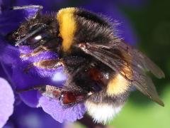 (Buff-tailed Bumble Bee) profile