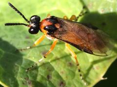 (Turnip Sawfly) back