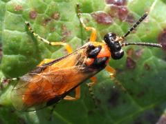 (Turnip Sawfly) dorsal