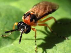 (Turnip Sawfly) face