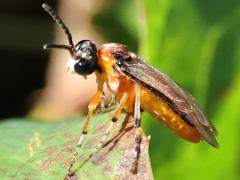 (Turnip Sawfly) profile