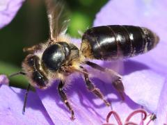 (European Honey Bee) dark lift off