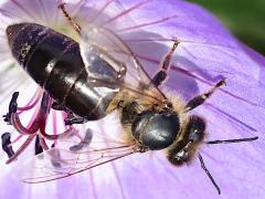 (European Honey Bee) dark take off