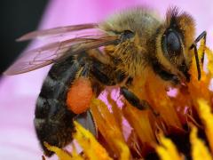 (European Honey Bee) lateral