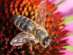 (European Honey Bee) open wings