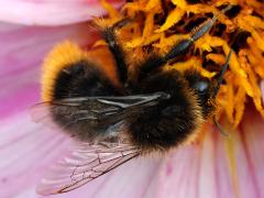 (Red-tailed Bumble Bee) back