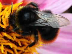 (Red-tailed Bumble Bee) dorsal