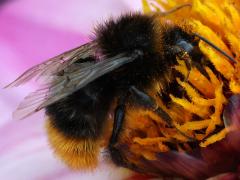 (Red-tailed Bumble Bee) flank