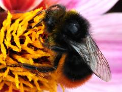 (Red-tailed Bumble Bee) lateral