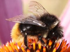 (Red-tailed Bumble Bee) profile