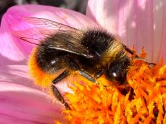 (Red-tailed Bumble Bee) side
