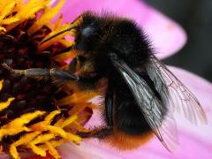 (Red-tailed Bumble Bee) side left