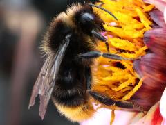 (Red-tailed Bumble Bee) side right