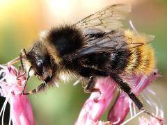 (Red-shanked Bumble Bee) dorsal