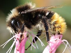(Red-shanked Bumble Bee) flank
