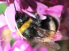 (Buff-tailed Bumble Bee) back
