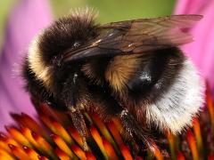 (Buff-tailed Bumble Bee) dorsal