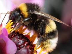 (Buff-tailed Bumble Bee) flank
