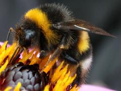 (Buff-tailed Bumble Bee) lateral