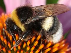 (Buff-tailed Bumble Bee) profile