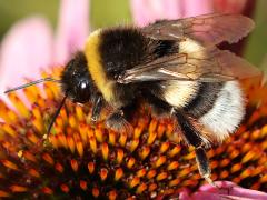 (Buff-tailed Bumble Bee) side left