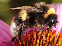 (Buff-tailed Bumble Bee) side right