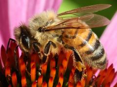 (European Honey Bee) profile