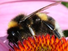 (Buff-tailed Bumble Bee) lateral