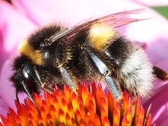 (Buff-tailed Bumble Bee) profile