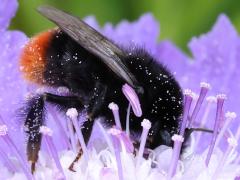 (Red-tailed Bumble Bee) profile