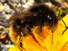 (Red-shanked Bumble Bee) lateral
