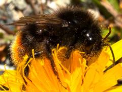 (Red-shanked Bumble Bee) profile