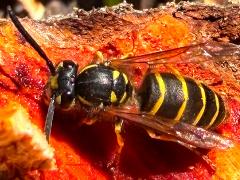(Common European Yellowjacket) back