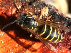 (Common European Yellowjacket) dorsal