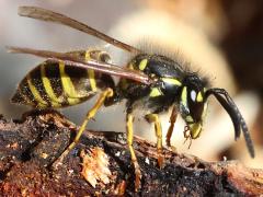 (Common European Yellowjacket) profile