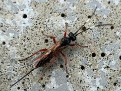 (Ichneumonidae Wasp) female dorsal