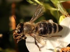(European Honey Bee) dorsal