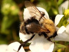 (Common Carder Bumble Bee) back