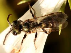 (Halictina Sweat Bee) dorsal