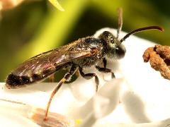 (Halictina Sweat Bee) lateral