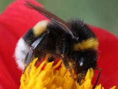 (Buff-tailed Bumble Bee) profile