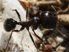 (Messor Harvester Ant) dorsal