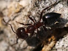 (Crematogaster Acrobat Ant) dorsal