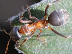 (Rufibarbis-group Wood Ant) dorsal