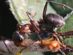 (Rufibarbis-group Wood Ant) lateral