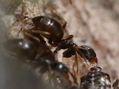 (Lasius Fuzzy Ant) lateral