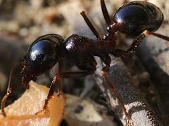 (Wasmann's Harvester Ant) lateral